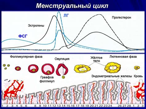  Матка - орган, отвечающий за размножение и менструальный цикл 