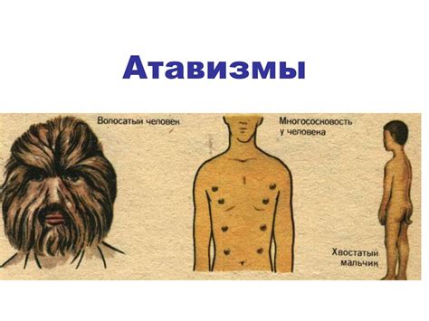  Механизмы сновидений у приматов и человека: сходства и различия 