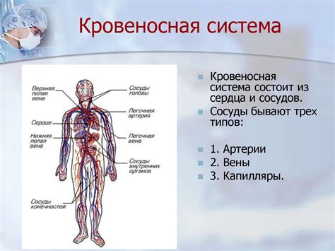  Патологии кровеносной системы 