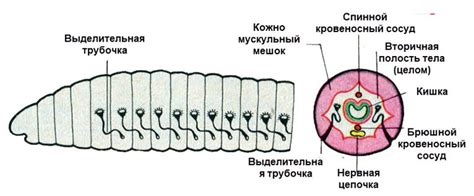  Патологии нервной системы кольчатых червей 