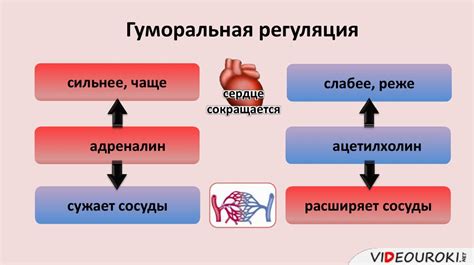  Регуляция работы мышц и сердца 