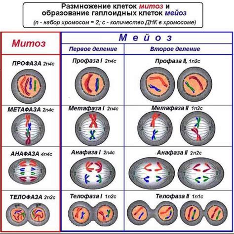  Роль интерфазы мейоза в образовании гамет 