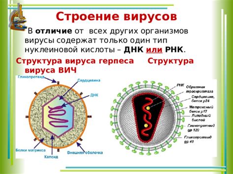  Структура вирусов и их отличия от других живых организмов 