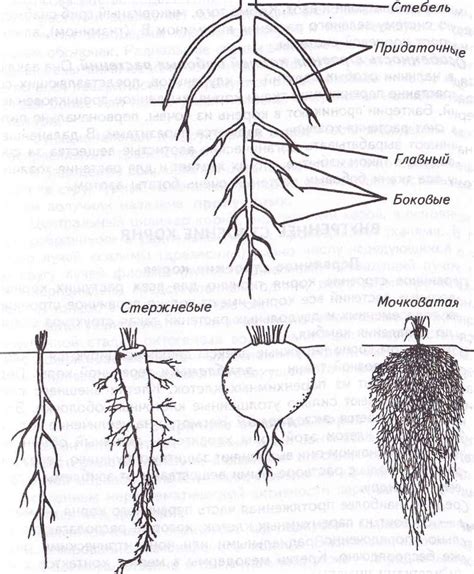  Сходство в строении корневых систем растений 