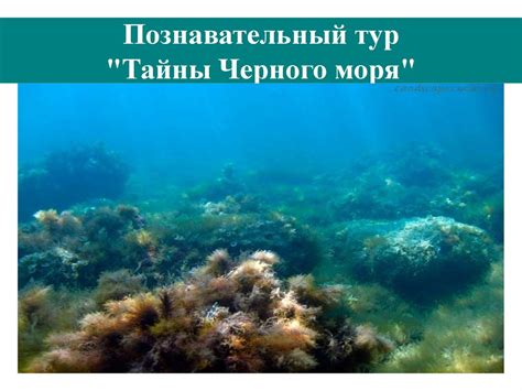  Тайны черного моря в песнях выдающегося рок-автора 