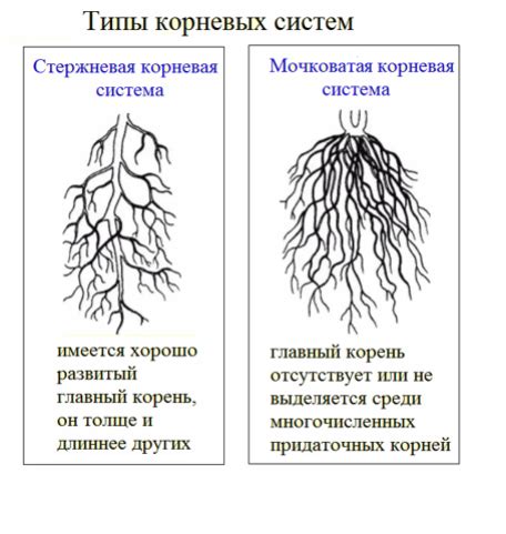  Функции корневой системы в растениях 